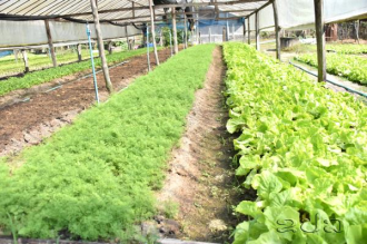Vientiane Expands Integrated Clean Agriculture to 127 Production Groups   